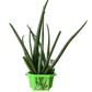 Alex 'The Soothing' Aloe Micro Dome Terrarium