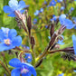 100 BLUE ANGEL ANCHUSA (Summer Forget Me Not) Anchusa Carpensis Flower Seeds