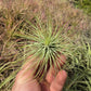 Tillandsia Andreana
