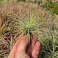 Tillandsia Andreana
