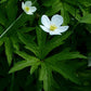 100 Anemone canadensis Seeds | Canada Anemone | Native Perennial Wildflower for Meadows, Pollinators & Garden Borders