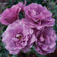 Angel Face Rose 1.5 Gallon Pot
