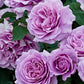Angel Face Rose 1.5 Gallon Pot