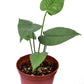 Anthurium xanthophylloides
