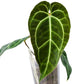 Anthurium Crystal Sky seedling