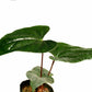 Anthurium Luxury Jungle