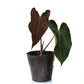 Anthurium Neon Lace (seedling)