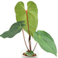 Anthurium Shuar Princess