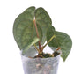 Anthurium Ximeportilla