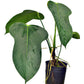 Anthurium bomboizense