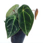 Anthurium forgetii white stripes (seedling)