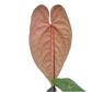 Anthurium nigrolaminum x Anthurium dressleri