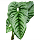 Anthurium pandurilaminum cf