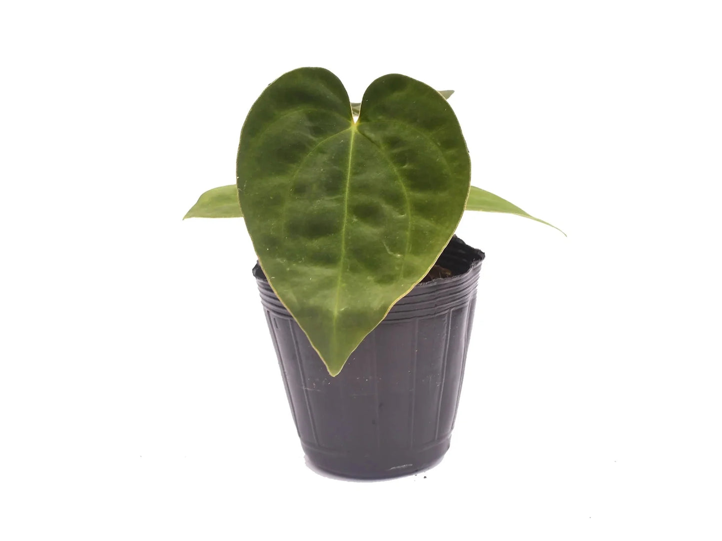 Anthurium papillilaminum x Anthurium dressleri