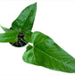 Anthurium pedatum (seedling)