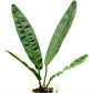 Anthurium reflexinervium aff