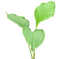 Anthurium umbricola