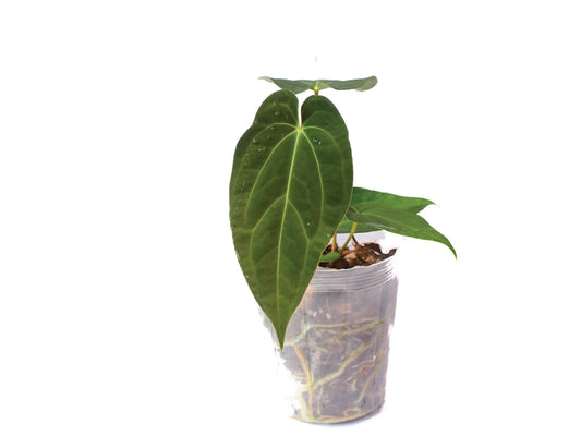 Anthurium Magnificent Girl 'Fantasy' x Anthurium papillilaminum