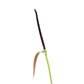 Anthurium decurrens