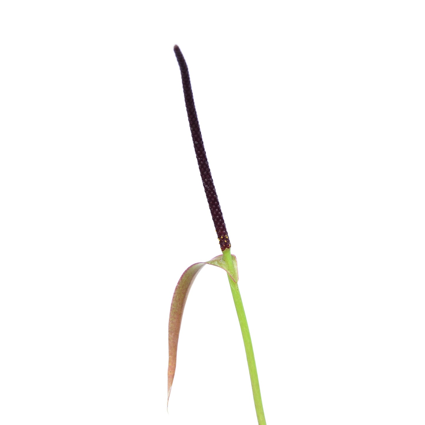 Anthurium decurrens