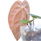 Anthurium Crystal Sky seedling