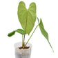 Anthurium Heart of the Amazon