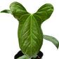Anthurium Jungle Dreams