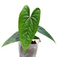 Anthurium Luxury Jungle