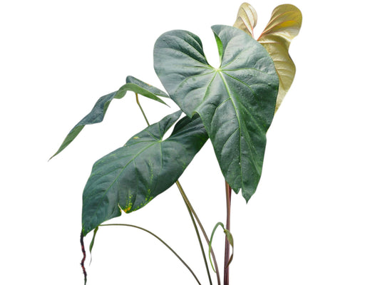 Anthurium Magnificent Gigi 'Inverse crossing'