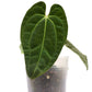 Anthurium Neon Lace (seedling)