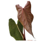 Anthurium Neon Lace (seedling)