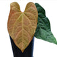Anthurium Raven Soul (seedling)