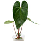 Anthurium Shuar Princess