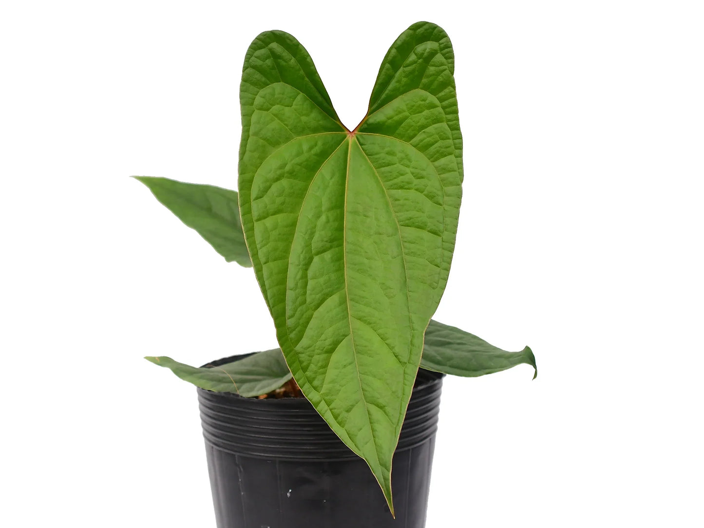Anthurium Velvet Eclipse (XS)
