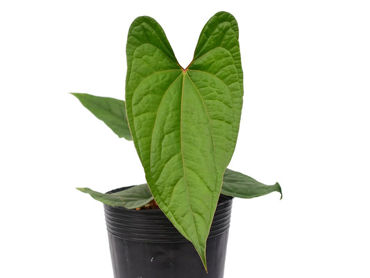 Anthurium Velvet Eclipse (XS)