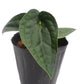 Anthurium Ximeportilla