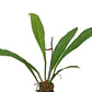 Anthurium acaule 7