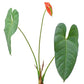 Anthurium andraeanum