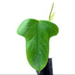 Anthurium bomboizense