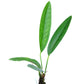 Anthurium cachabianum