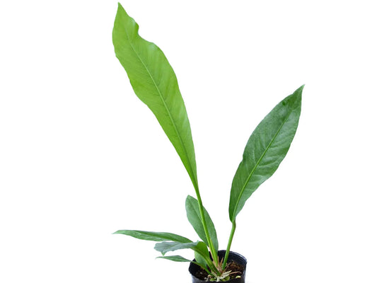Anthurium campii