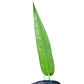 Anthurium debilipeltatum