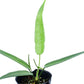 Anthurium debilipeltatum