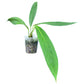Anthurium decurrens