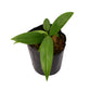 Anthurium decurrens (seedling)
