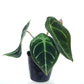 Anthurium forgetii white stripes (seedling)