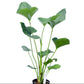 Anthurium lentii (seedling)