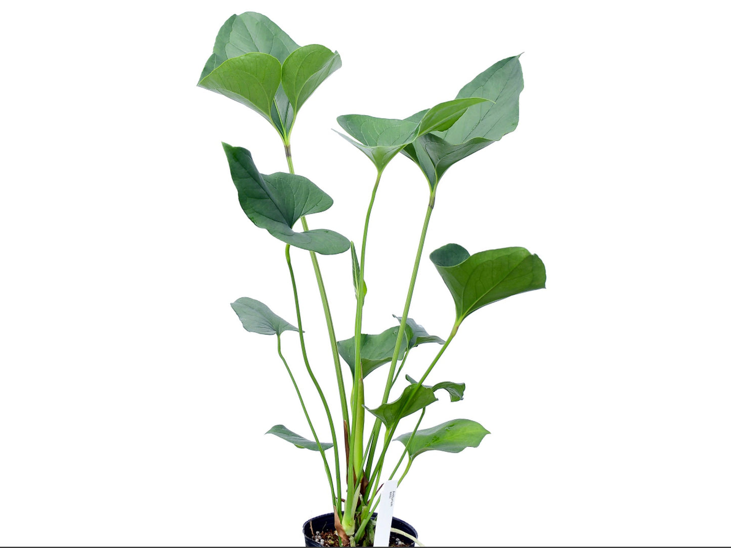 Anthurium lentii (seedling)