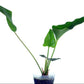 Anthurium lentii (seedling)