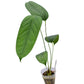 Anthurium maculosum